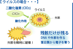 殺菌メカニズム　ウイルス